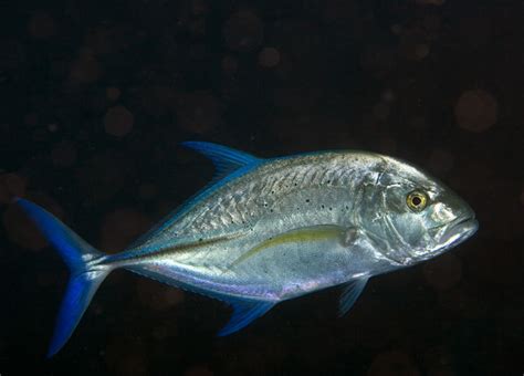 jack fish|Jacks & Trevallies, Family Carangidae.